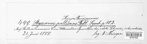 Graphium pallescens image